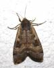 Noctua pronuba